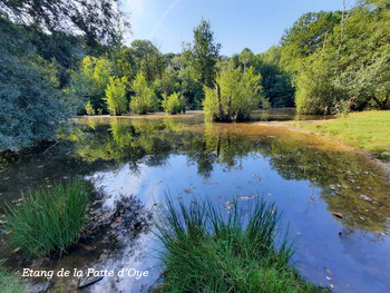Etang de la Patte d'Oye - Chaville